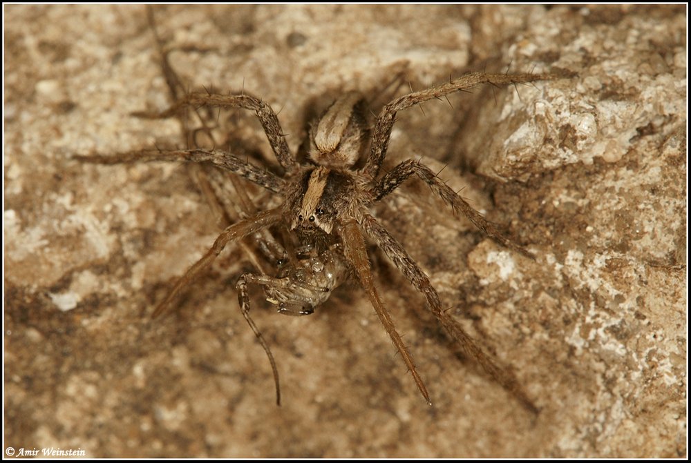 Araneae d''Israele